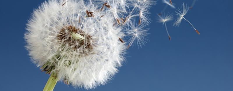 paardebloem verwaait tegen een blauwe lucht. De afbeelding geeft het einde van het leven weer.